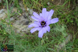 catananche-caerulea (2)6.jpg